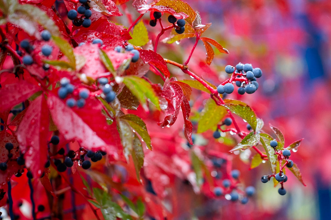 A close up of berries and leaves on a tree