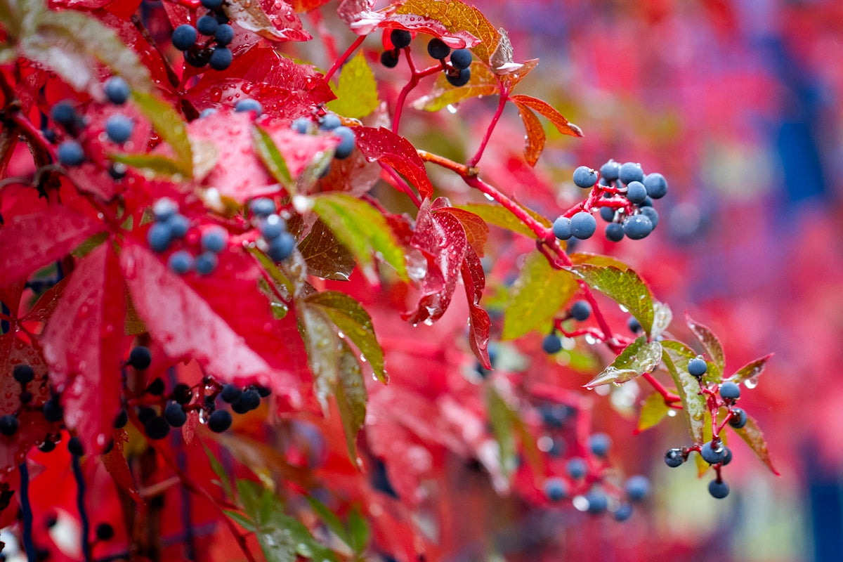 A close up of berries and leaves on a tree